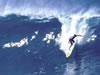 Padrone del mare surf