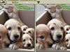 Gimme 5 Dogs