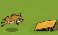 Wild boar chạy