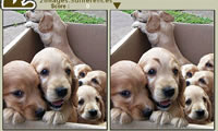 Gimme 5 Dogs
