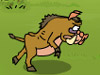 Wild boar chạy