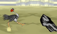 Um avestruz legal correr 3